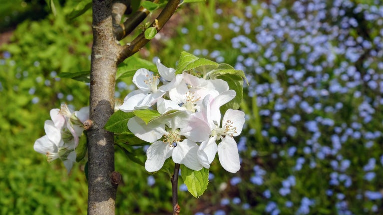 Flowers in the garden at Max Gate